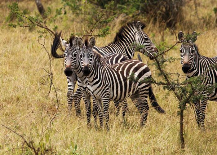 Einer der besten Orte um Zebras in Uganda zu beobachten ist der Lake Mburo Nationalpark