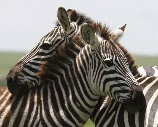 Der beste Ort um Zebras in Zambia zu beobachten ist der South Luangwa Nationalpark