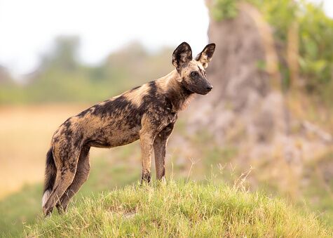 Der Afrikanische Wildhund ist ein Wahrzeichen für Zambia