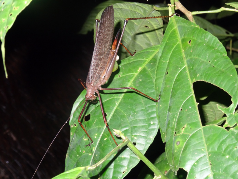 Diese Heuschrecke haben wir bei unserer Nachtwanderung am Rio Napo in Ecuador entdeckt.
