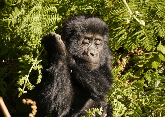 Beim Gorillatracking in der Kleingruppe entdecken wir zahlreiche Berggorilla-Familien