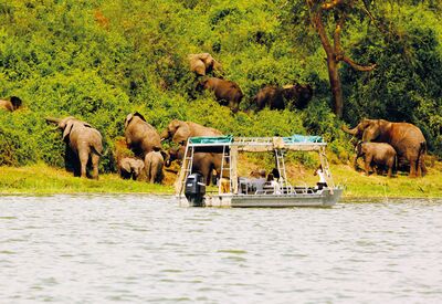 Elefantenbeobachtung bei der geführten Bootstour im Queen Elizabeth NP