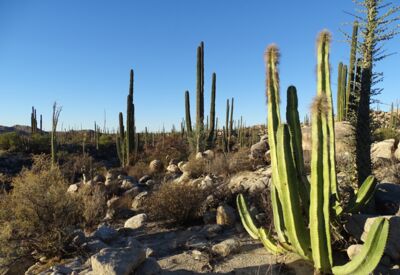 Greisenhaupt- und Cardonkakteen vor Felsen in der Nähe von Catavina