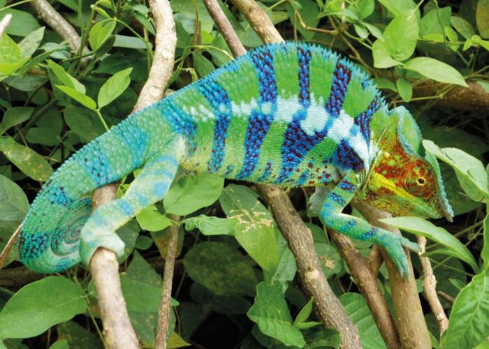 Bei jeder Madagaskar Erlebnisreise trifft man auf ein Chamäleon