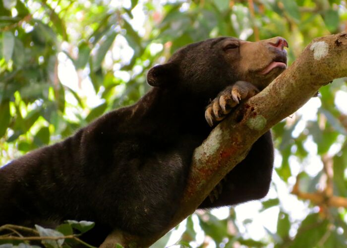 Der malaysische Bär ist vom Aussterben bedroht und werden im Sun Bear Conservation Centre gepflegt