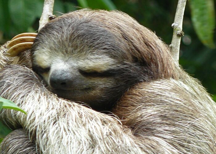 Ein besonderes Erlebnis ist die Sichtung eines Faultiers in Costa Rica