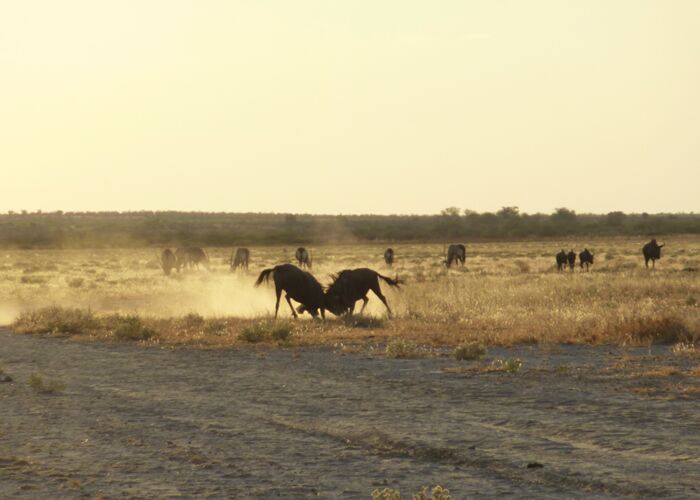 Auf der Safari durch den Etosha Nationalpark beobachten wir zahlreiche Gnuherden