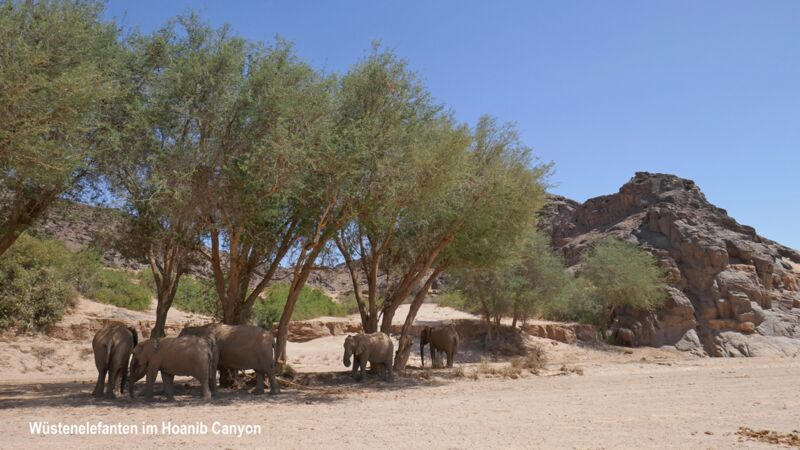 Eine Gruppe von Wüstenelefanten ruhen sich unter den Bäumen aus im Hoanib Canyon in Namibia