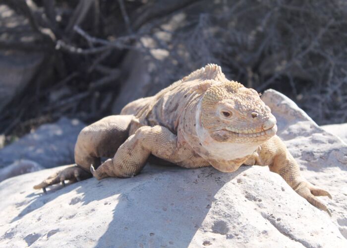 Landleguan sonnt sich auf den Felsen der Insel Santa Cruz