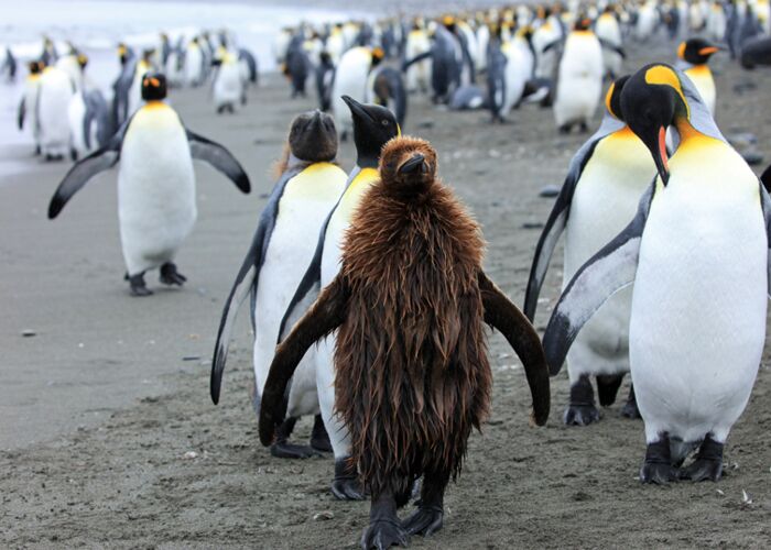 Königspinguine verändern im Laufe ihres Lebens das Federkleid