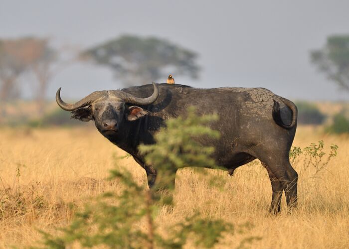Der Kafferbüffel gehört zu den Big Five in Afrika und ist eines der bekannten Safari-Tiere
