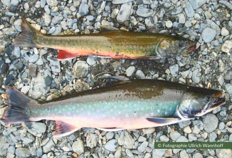 Auf der Kamtschatka-Reise essen wir frischgefischten Fisch