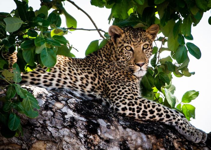 Leoparden sind auf einer geführten Safari in Zimbabwe zu beobachten