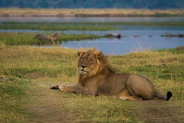 Auf Safari durch den Mana Pools Nationalpark erspähen wir Löwen