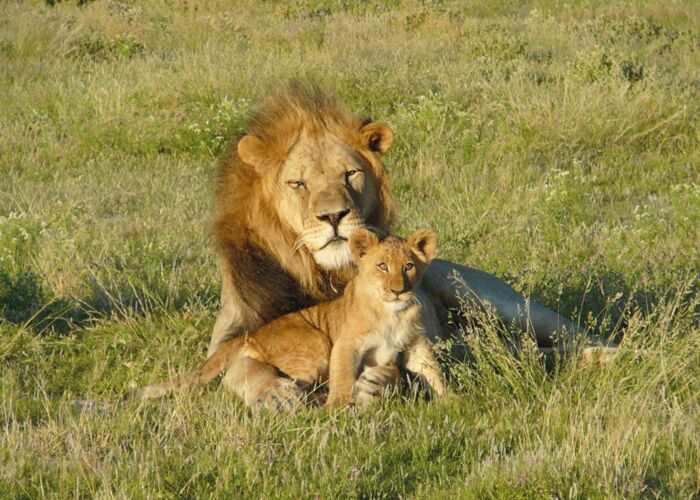 Bei der Botswana-Safari begegnen wir hin und wieder Löwenfamilien in freier Natur