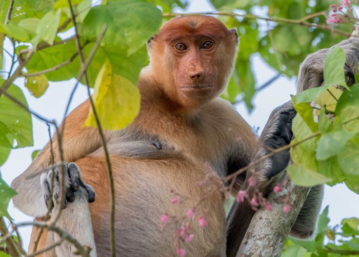 Die Nasenaffen leben in den Regenwäldern und Magrovenwäldern und kommen ausschließlich in Borneo vor