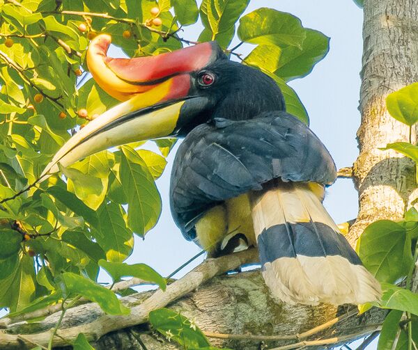 Bei Tierbeobachtungen in den Borneo Highlands erspähen wir Nashornvögel und Brillenvögel