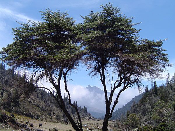 Der Sierra Nevada Nationalpark ist ein wichtiger Programmpunkt auf unserer Venezuelareise.
