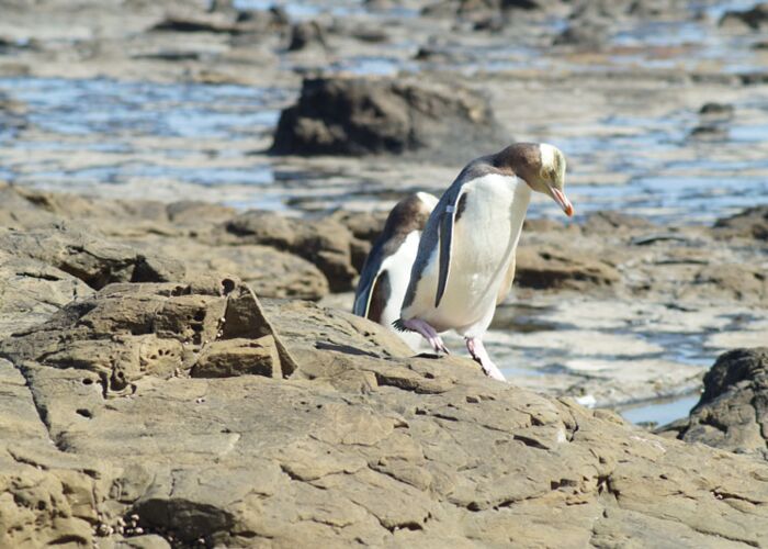 Vor allem an den Küstenregionen Neuseelands leben verschiedene Pinguinarten