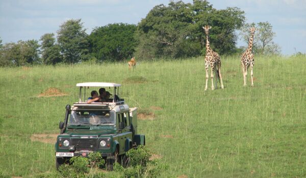 Giraffen kreuzen den Weg im Queen Elizabeth Nationalpark