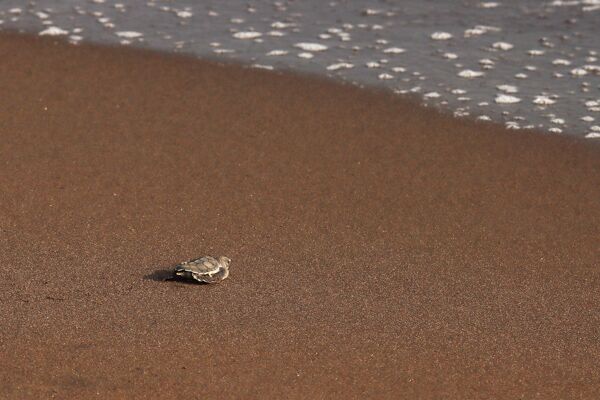 Die Beobachtung von Schildkröten beim Schlüpfen am Tortuguero in Costa Rica