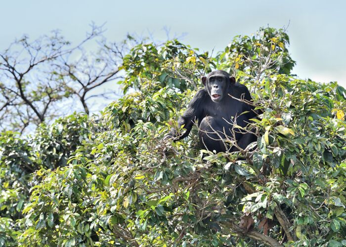 Freilebende Schimpansen gibt es auf der Uganda-Reise zu entdecken