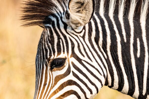 Großaufnahme eines Zebras in den Liuwa Plains in Sambia