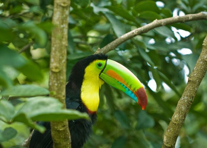 Der Tucan ist nicht nur in Costa Rica und Kolumbien sondern auch in Nicaragua zu sichten