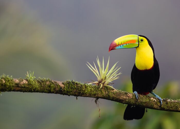 Ausflug zur Vogel Beobachtung im Regenwald von Costa Rica