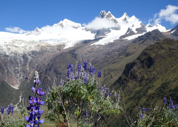 Vom Blumenfeld zum Gletscher - beim Huascaran Trekking gibt es Abwechslung