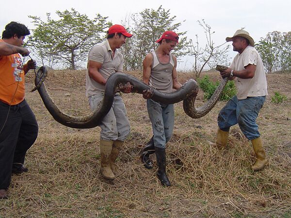 Bei einem Nationalparkbesuch in Venezuela kann man per Boot, per Pferd oder mit dem Truck die Flora und Fauna erkunden.