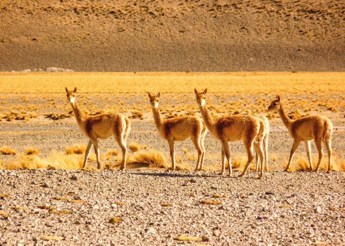 Auf der Rundreise durch Nordargentinien begegnen wir Vicunas