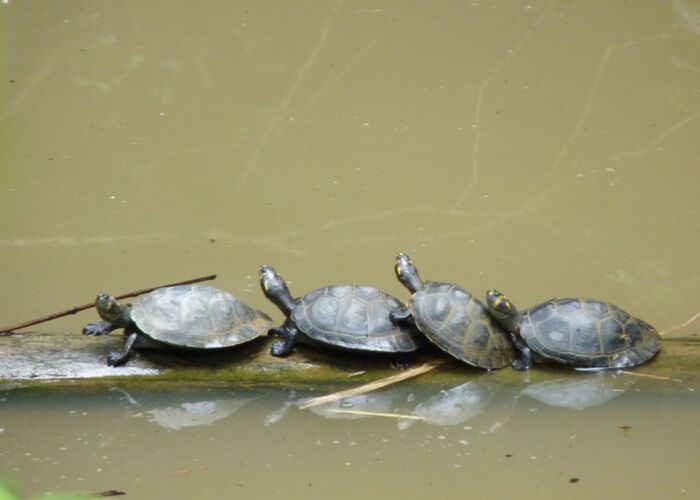 Kaimane und Wasserschildkröten kann man in Ecuador beobachten