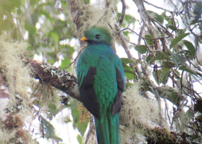 Ideale Beobachtungsmögllichkeiten des Quetzales gibt es in Costa Rica
