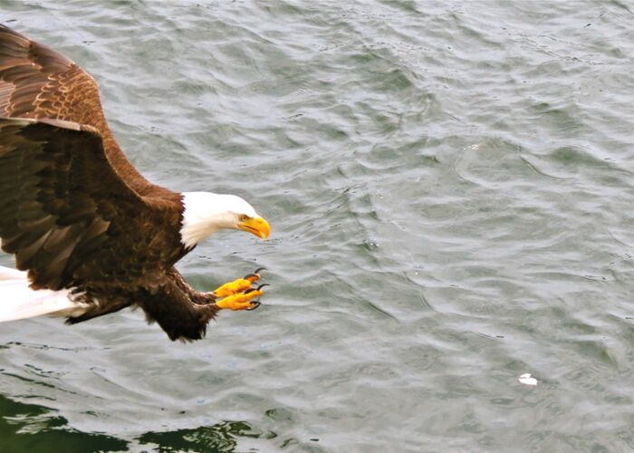 Auf der Naturreise durch Alaska sehen Sie mit Sicherheit einen Weisskopfseeadler