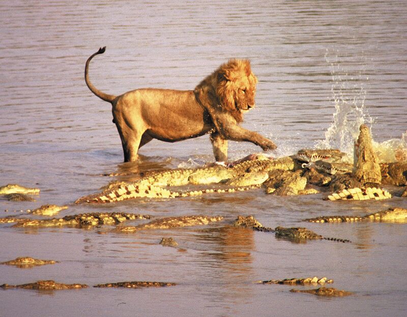 Bei einem Bootsausflug auf dem Zambezi Fluss sichten wir viele wilde Safari-Tiere