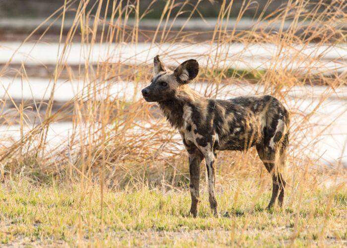 Auf Safari durch den North Luangwa NP entdecken wir freilebende Wildhunde