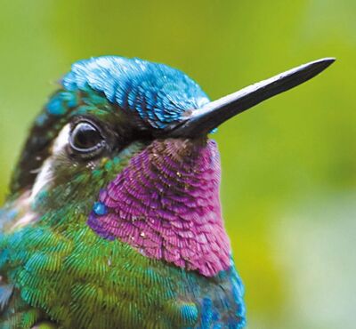 Naturwunder / Naturreisen nach Costa Rica