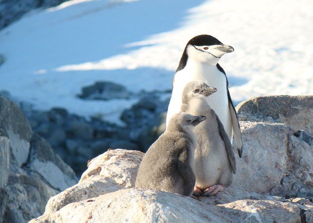 Ein Grund warum viele in die Antarktis reisen, sind die Pinguine