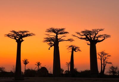 Wunderschöner Anblick der Baobab Allee bei Sonnenuntergang in Madagaskar.