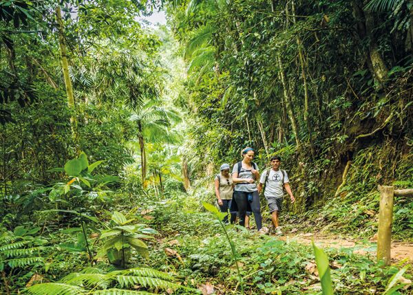Geführtes Joatinga-Trekking im Dschungel Brasiliens