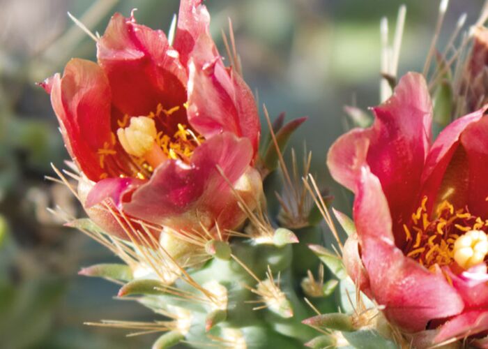 Die Coastal Cholla zählt zu den sprossenden Kakteengewächsen und ist in Mexiko heimisch