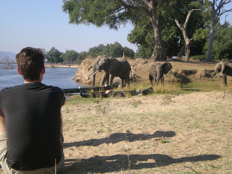 Bei der exklusiven Bootstour am Zambezi-Fluss beobachten wir Elefantenherden