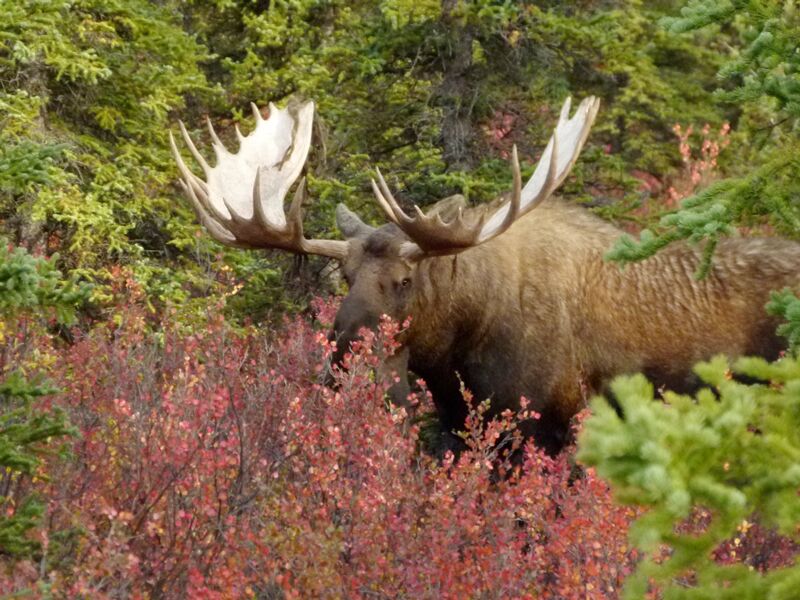 Bei der Alaska Trekkingreise begegnen wir Elchen in der Wildnis