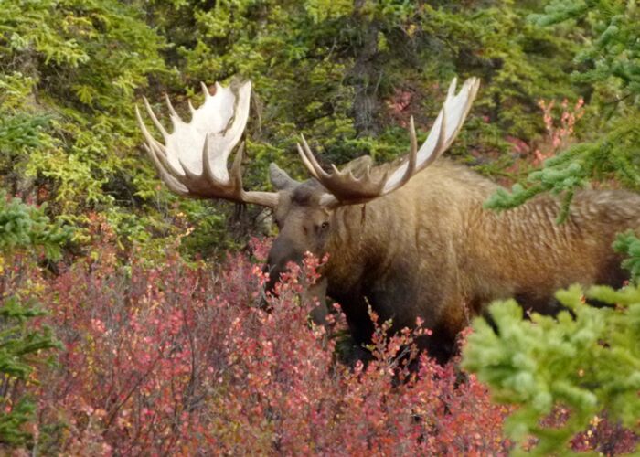 Bei der Alaska Trekkingreise begegnen wir Elchen in der Wildnis