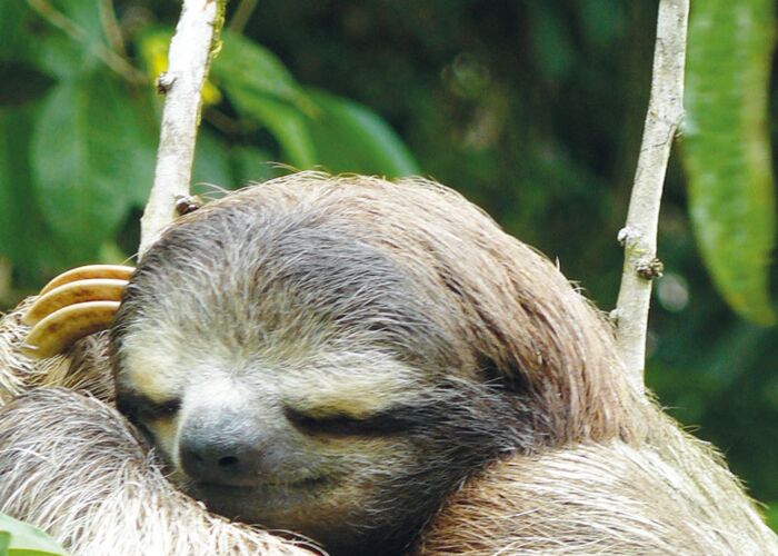 Bei Tierbeobachtungen in Guyana bekommen wir auch Faultiere zu sehen