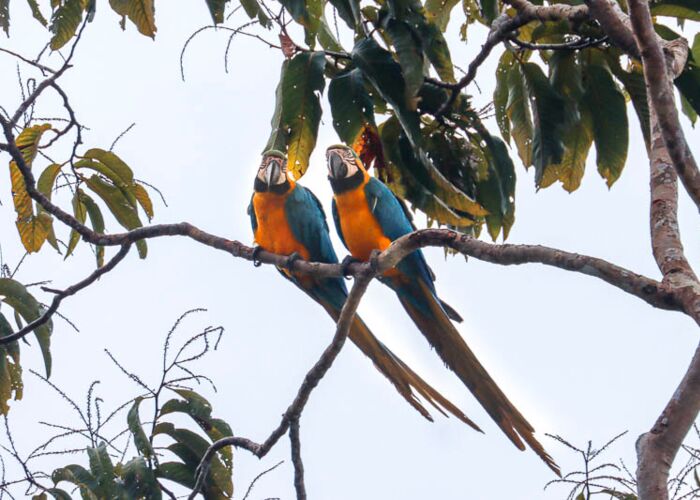 Zwei Gelbbrustaras entlang des Flusses