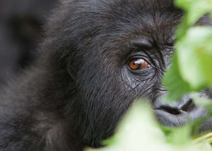 Beim Gorilla-Tracking in Uganda mit deutschsprachigen Guide kommen wir den Gorilla-Familien ganz nah