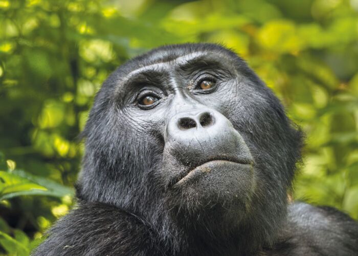 Das Highlight einer jeden Uganda Reise ist der Besuch der Gorillas