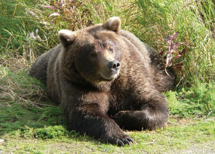 Bei der Alaska-Rundreise begegnet man im Denali Nationalpark mit Glück Grizzlybären